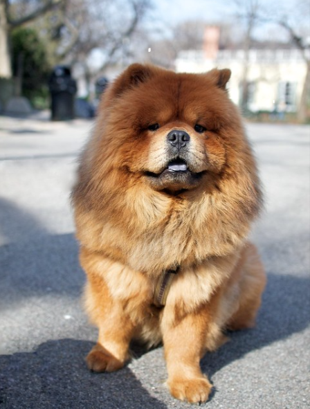 Celebrity Dog - Genghis Khan