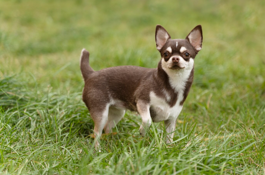 Chihuahua