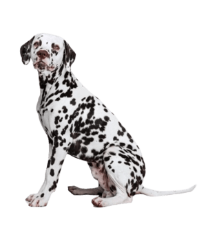 Dalmatian