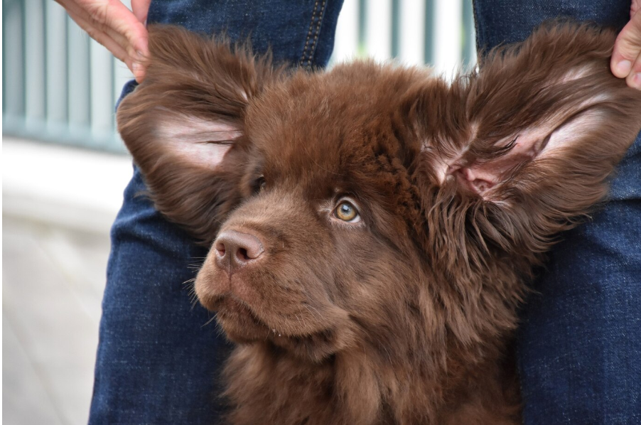 Dog Ears Chow Chow