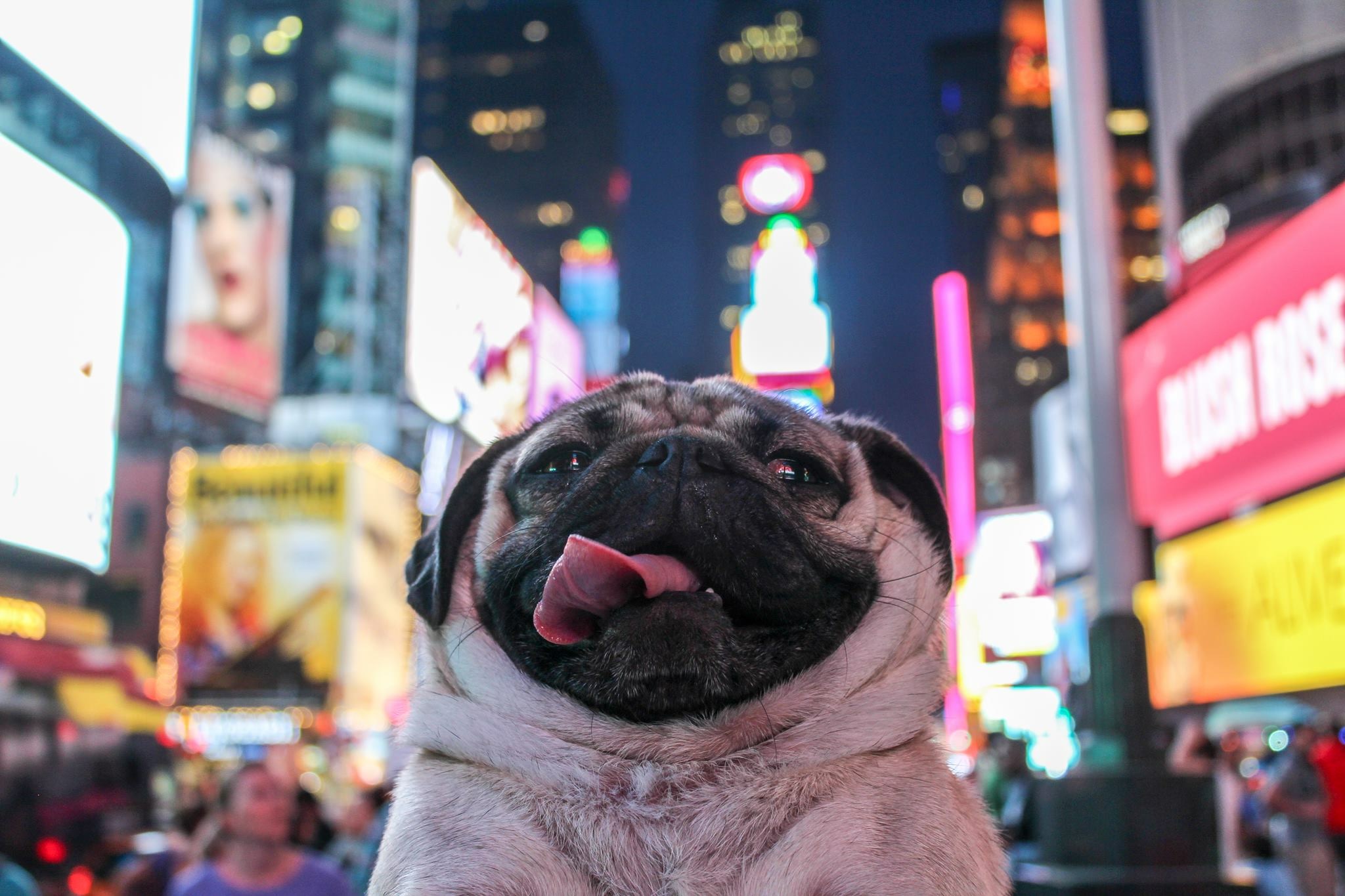 Doug the Pug in 2015