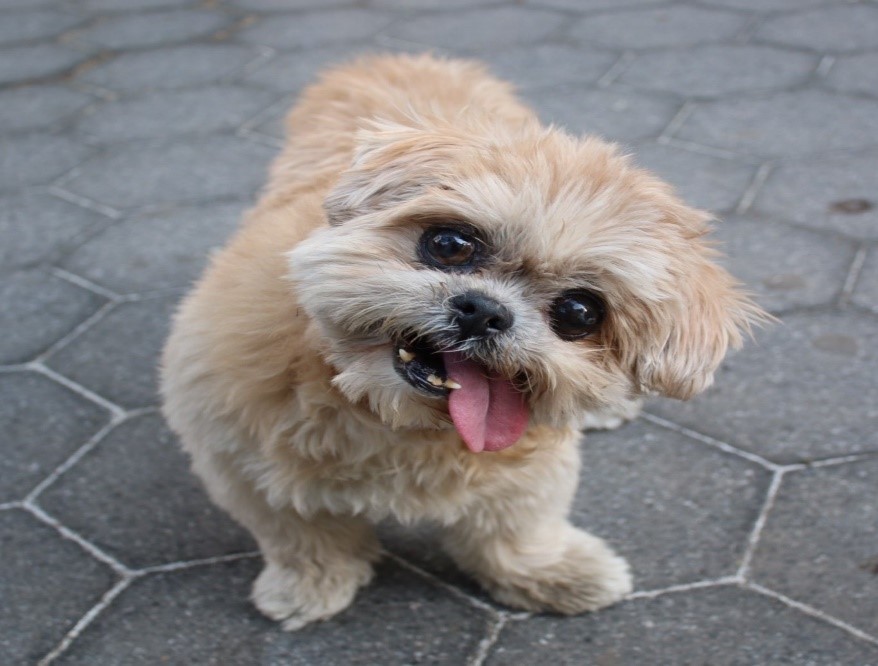 Marnie, Shih Tzu Who Charmed Instagram With Her Lolling Tongue, Dies at 18