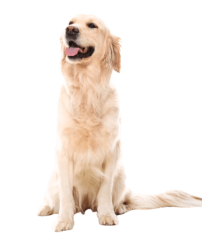 golden-retriever