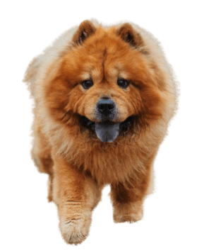 Chow Chow