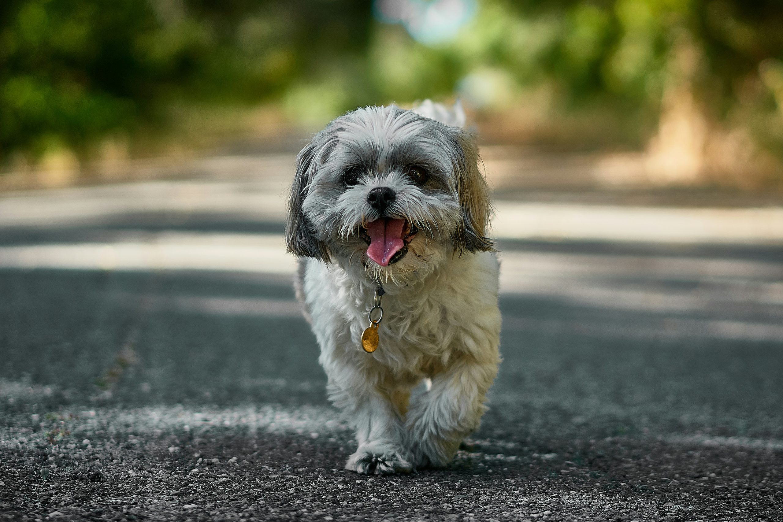 Shih Tzu