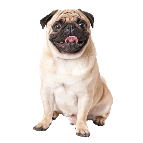 Pug