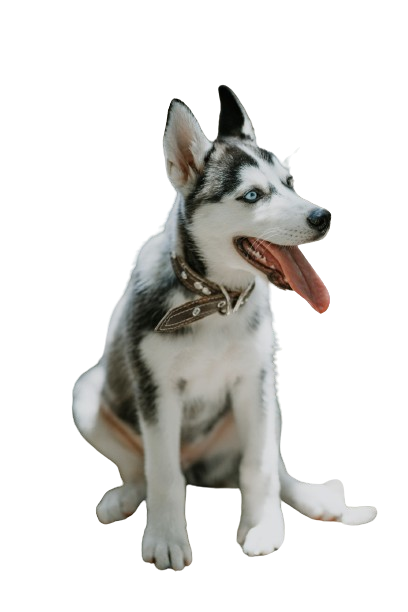 Siberian Husky