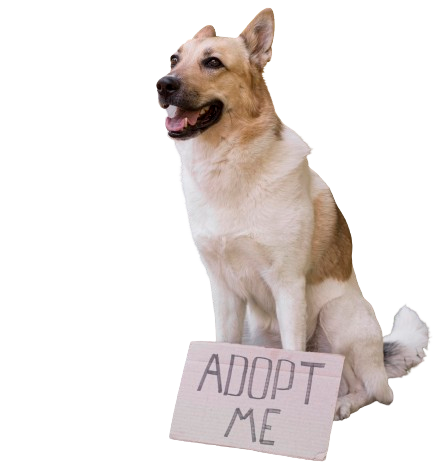 smiley-dog-with-adopt-me-banner