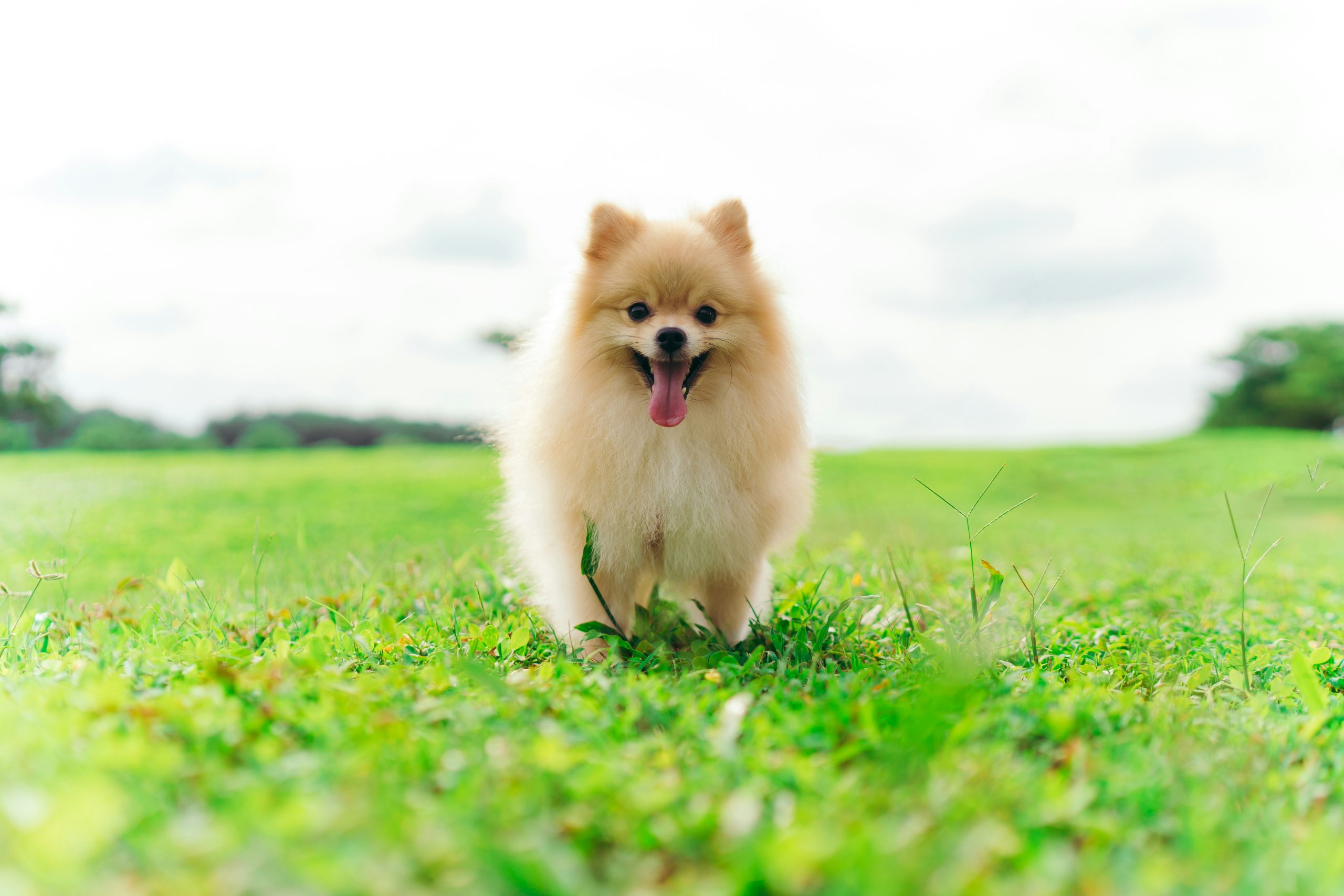 Pomeranian